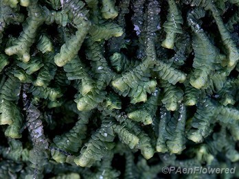 Plant form with dry leaves